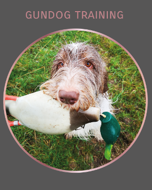 Garden Gundog Training